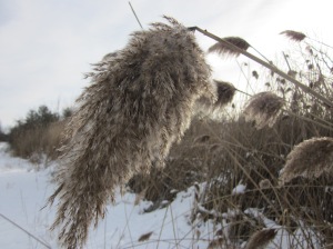 Marsh grasses in the winter...